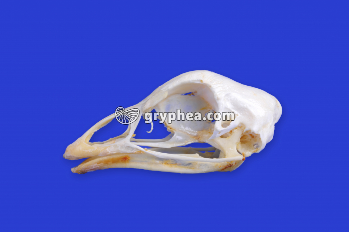 Crâne de Poule - gryphea.com